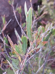 Acacia subtilinervis
