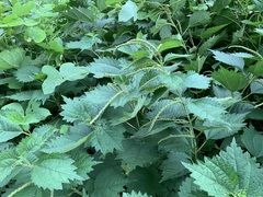 Urtica thunbergiana