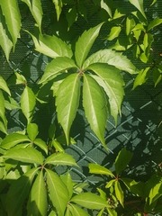 Parthenocissus quinquefolia
