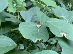 Ricania sublimata