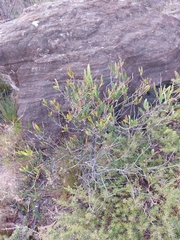 Acacia subtilinervis