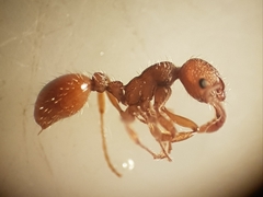 Myrmica specioides