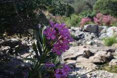 Nerium oleander