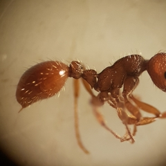 Myrmica specioides