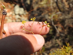 Bupleurum rigidum paniculatum