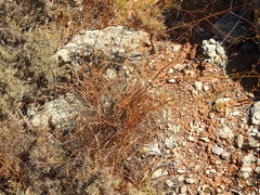 Bupleurum rigidum paniculatum