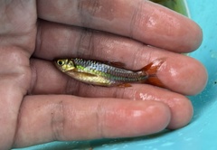 Rasbora einthovenii