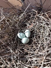 Egretta novaehollandiae