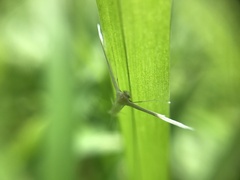 Stenoptilodes taprobanes