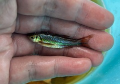 Rasbora einthovenii