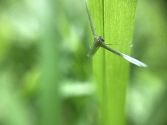 Stenoptilodes taprobanes