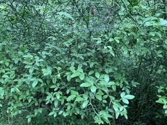 Citrus trifoliata