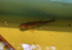 Rasbora einthovenii