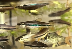 Rasbora einthovenii