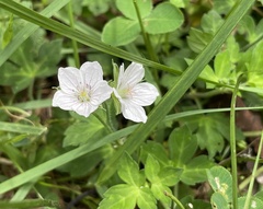 Geranium thunbergii