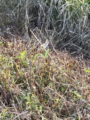 Orthetrum albistylum