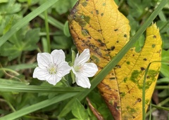 Geranium thunbergii