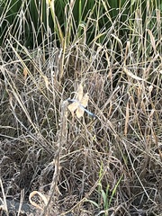 Orthetrum albistylum