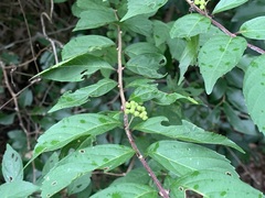 Callicarpa