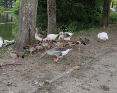 Anser anser domesticus