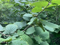 Corylus sieboldiana