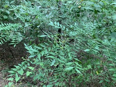 Zanthoxylum schinifolium