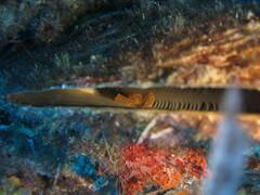 Pontonia pinnophylax