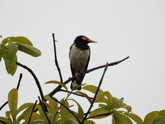 Gracupica floweri