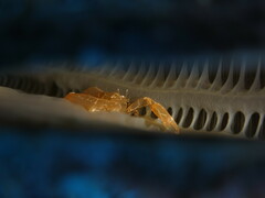 Pontonia pinnophylax