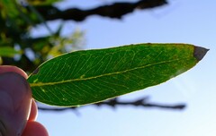 Eucalyptus eudesmioides
