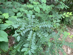 Zanthoxylum