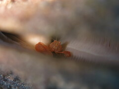 Pontonia pinnophylax