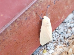 Pareuchaetes insulata