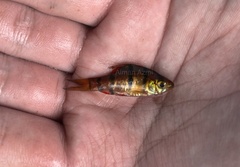 Desmopuntius hexazona