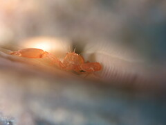 Pontonia pinnophylax