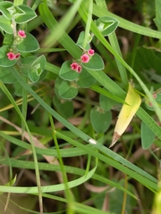 Indigofera cordifolia