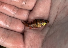 Desmopuntius hexazona