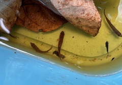 Desmopuntius hexazona