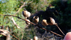 Eucalyptus eudesmioides