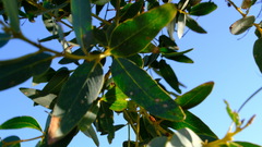 Eucalyptus eudesmioides