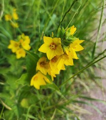 Lysimachia punctata