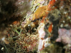 Gnathophyllum elegans