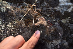 Mammalia