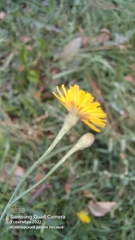 Scorzoneroides autumnalis