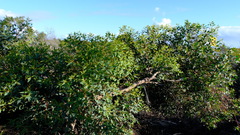 Eucalyptus eudesmioides