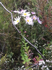 Senecio glastifolius