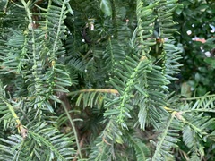 Taxus cuspidata