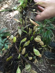 Pyrrosia eleagnifolia