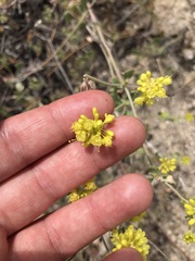 Eriogonum umbellatum