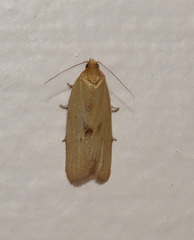 Clepsis divulsana